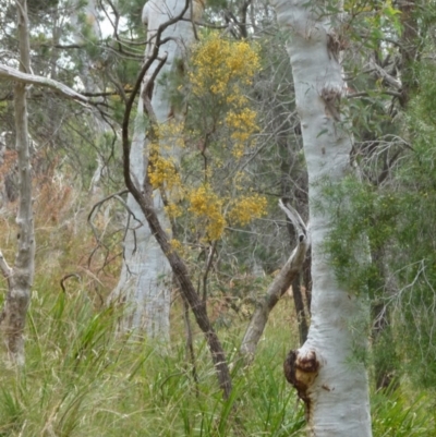 Jacksonia scoparia (Dogwood) at Boro, NSW - 14 Dec 2021 by Paul4K