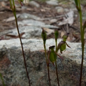 Caleana minor at Boro, NSW - suppressed