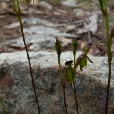 Caleana minor (Small Duck Orchid) at Boro, NSW - 14 Dec 2021 by Paul4K