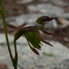 Caleana minor at Boro, NSW - suppressed