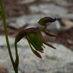 Caleana minor at Boro, NSW - suppressed