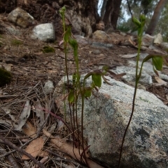 Caleana minor at Boro, NSW - suppressed