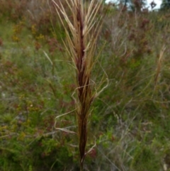 Austrostipa densiflora (Foxtail Speargrass) at Boro - 14 Dec 2021 by Paul4K