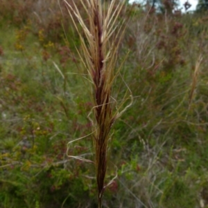 Austrostipa densiflora at Boro, NSW - 14 Dec 2021