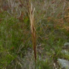 Austrostipa densiflora at Boro, NSW - suppressed