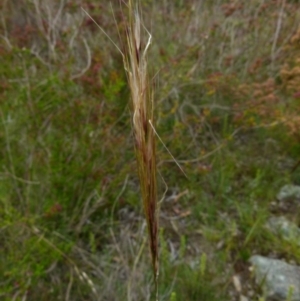 Austrostipa densiflora at Boro, NSW - 14 Dec 2021