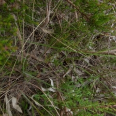 Austrostipa densiflora at Boro, NSW - 14 Dec 2021