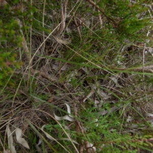 Austrostipa densiflora at Boro, NSW - suppressed