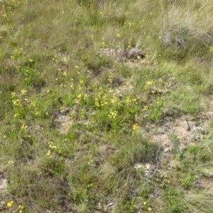 Goodenia bellidifolia subsp. bellidifolia at Boro, NSW - 14 Dec 2021