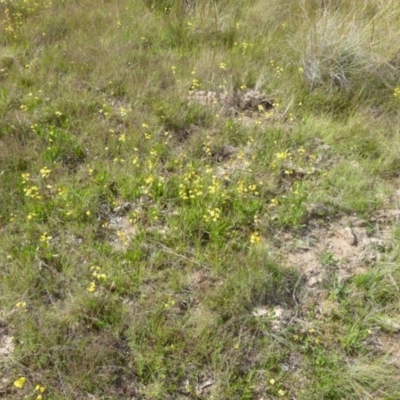 Goodenia bellidifolia subsp. bellidifolia (Daisy Goodenia) at Boro, NSW - 14 Dec 2021 by Paul4K