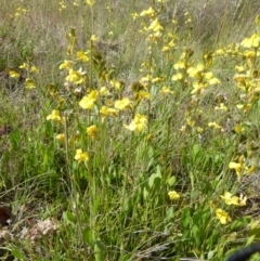 Goodenia bellidifolia subsp. bellidifolia at Boro, NSW - 14 Dec 2021