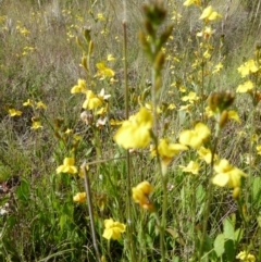 Goodenia bellidifolia subsp. bellidifolia at Boro, NSW - 14 Dec 2021