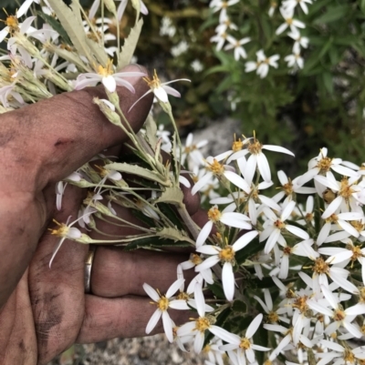 Olearia erubescens (Silky Daisybush) at Rendezvous Creek, ACT - 5 Dec 2021 by BrianH