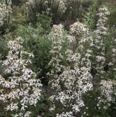 Olearia erubescens at Rendezvous Creek, ACT - 5 Dec 2021