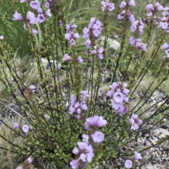 Euphrasia collina subsp. paludosa at Namadgi National Park - 5 Dec 2021 by BrianH