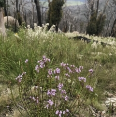 Euphrasia collina subsp. paludosa at Rendezvous Creek, ACT - 5 Dec 2021