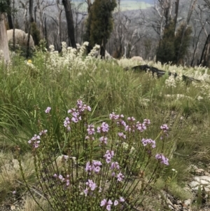 Euphrasia collina subsp. paludosa at Rendezvous Creek, ACT - 5 Dec 2021