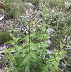 Veronica derwentiana at Rendezvous Creek, ACT - 5 Dec 2021