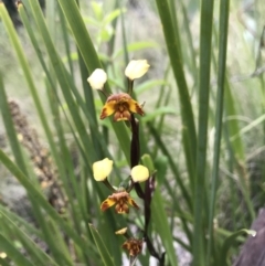 Diuris semilunulata (Late Leopard Orchid) at Rendezvous Creek, ACT - 5 Dec 2021 by BrianH