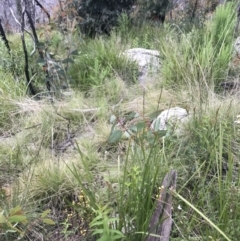 Diuris semilunulata at Rendezvous Creek, ACT - 5 Dec 2021