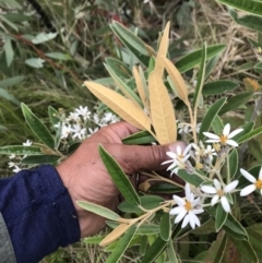 Olearia megalophylla (Large-leaf Daisy-bush) at Namadgi National Park - 5 Dec 2021 by BrianH