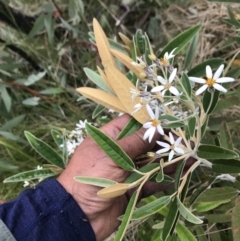 Olearia megalophylla at Rendezvous Creek, ACT - 5 Dec 2021