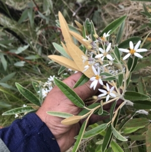 Olearia megalophylla at Rendezvous Creek, ACT - 5 Dec 2021 03:20 PM