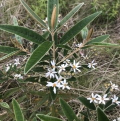 Olearia megalophylla at Rendezvous Creek, ACT - 5 Dec 2021