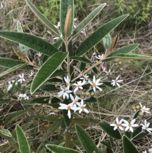 Olearia megalophylla at Rendezvous Creek, ACT - 5 Dec 2021 03:20 PM