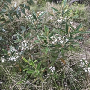 Olearia megalophylla at Rendezvous Creek, ACT - 5 Dec 2021