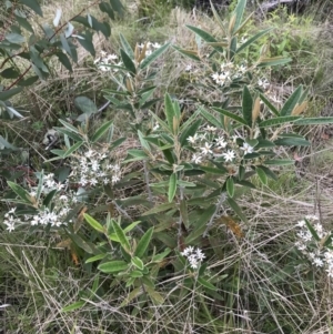 Olearia megalophylla at Rendezvous Creek, ACT - 5 Dec 2021 03:20 PM