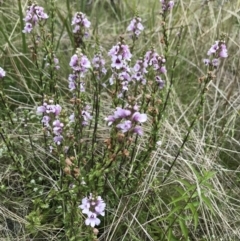 Euphrasia collina (Purple Eye-bright) at Namadgi National Park - 5 Dec 2021 by BrianH