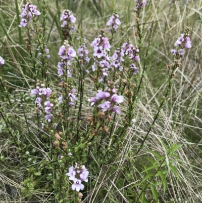 Euphrasia collina (Purple Eye-bright) at Namadgi National Park - 5 Dec 2021 by BrianH