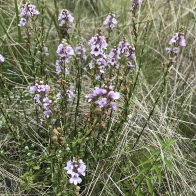 Euphrasia collina (Purple Eye-bright) at Rendezvous Creek, ACT - 5 Dec 2021 by BrianH