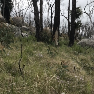 Euphrasia collina at Rendezvous Creek, ACT - 5 Dec 2021