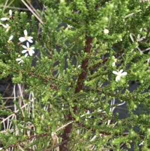 Olearia algida at Rendezvous Creek, ACT - 5 Dec 2021