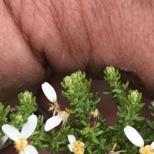 Olearia algida at Rendezvous Creek, ACT - 5 Dec 2021