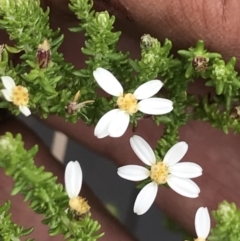 Olearia algida at Rendezvous Creek, ACT - 5 Dec 2021