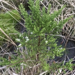 Olearia algida at Rendezvous Creek, ACT - 5 Dec 2021