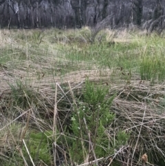 Olearia algida at Rendezvous Creek, ACT - 5 Dec 2021