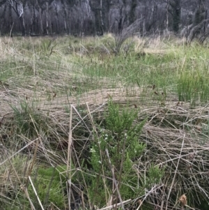 Olearia algida at Rendezvous Creek, ACT - 5 Dec 2021