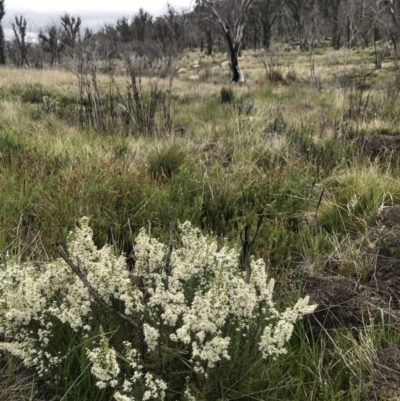 Olearia algida (Alpine Daisy Bush) at Rendezvous Creek, ACT - 5 Dec 2021 by BrianH