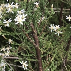 Olearia algida at Rendezvous Creek, ACT - 5 Dec 2021