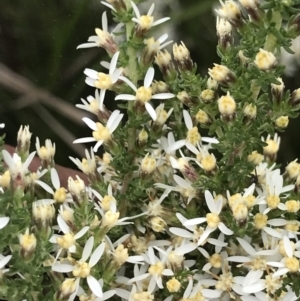 Olearia algida at Rendezvous Creek, ACT - 5 Dec 2021