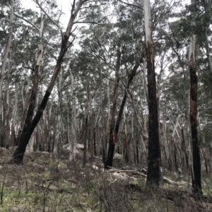 Eucalyptus delegatensis subsp. delegatensis at Namadgi National Park - 5 Dec 2021 02:09 PM