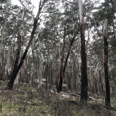 Eucalyptus delegatensis subsp. delegatensis (Alpine Ash) at Namadgi National Park - 5 Dec 2021 by BrianH