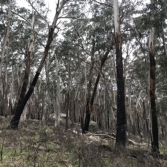 Eucalyptus delegatensis subsp. delegatensis (Alpine Ash) at Rendezvous Creek, ACT - 5 Dec 2021 by BrianH