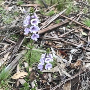 Euphrasia collina at Rendezvous Creek, ACT - 5 Dec 2021 02:09 PM