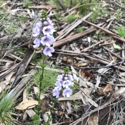 Euphrasia collina (Purple Eye-bright) at Namadgi National Park - 5 Dec 2021 by BrianH