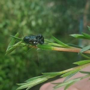 Aporocera (Aporocera) scabrosa at Holder, ACT - 14 Dec 2021